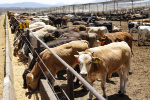 video Mejora exportación de ganado un 15 por ciento para Ganaderos de Nuevo Laredo