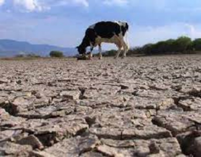 Sequía extrema en 20 municipios