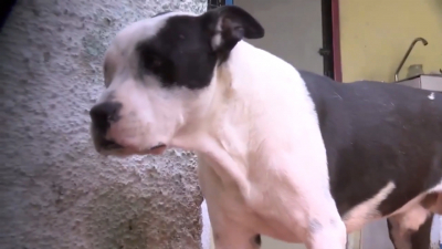 VIDEO Piden limpieza en mascotas para evitar enfermedad de Rickettsia en humanos