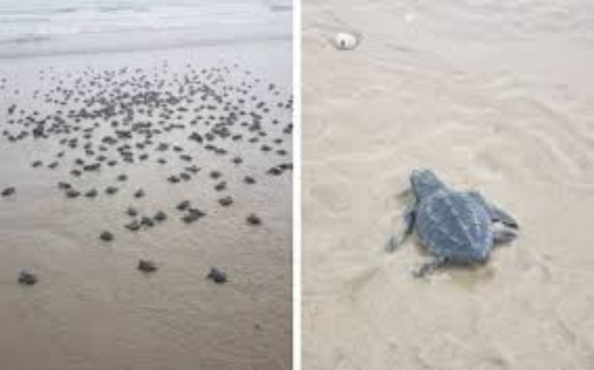 Liberan crías de tortugas en costas del sur de Tamaulipas
