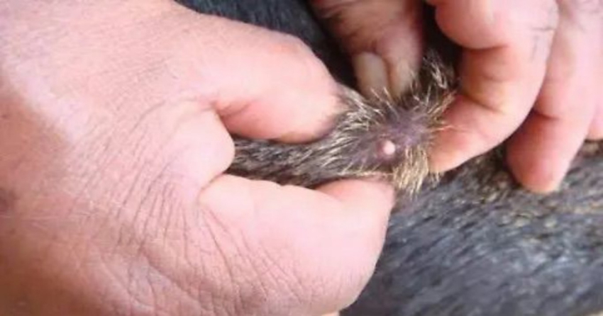 Victoria elevaría a 3 casos de Gusano Barrenador; uno sería en un perro: SDR