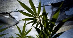 Planta de cannabis ayudaría a evitar contagios de Covid: estudio