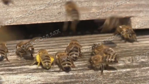 Aumenta aparición de enjambres de abejas por calor en Nuevo Laredo