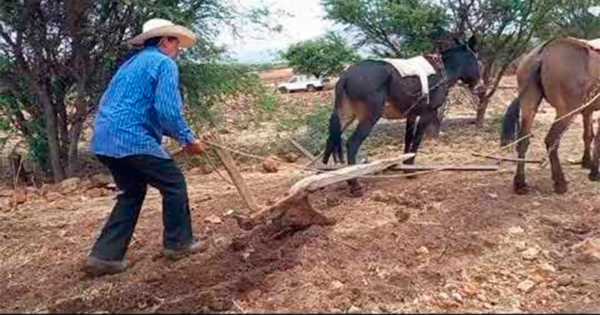 Temen colapse este año el sector agrícola