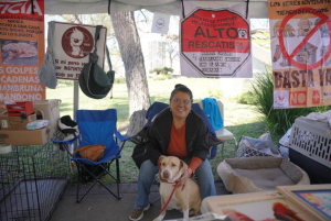 NUEVO LAREDO INVITA A DAR UN HOGAR A UN AMIGO PELUDO EN LA FERIA DE ADOPCI&Oacute;N CANINA Y FELINA