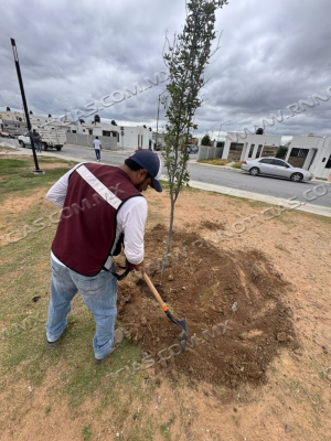 GOBIERNO MUNICIPAL FORTALECE &Aacute;REAS VERDES CON JORNADA DE REFORESTACI&Oacute;N EN DISTINTOS SECTORES DE LA CIUDAD