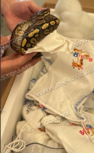 Agentes de la CBP interceptan pitones vivas en el puente del World Trade Bridge.