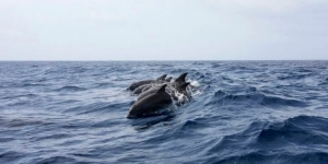 En Islas Faroe matan a 1500 delfines por “tradición”