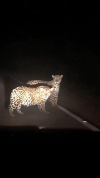 Pareja de jaguares caminan por la carretera en la sierra de Tula Tamaulipas