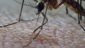VIDEO Surge un caso de Dengue en Nuevo Laredo; hay 32 sospechosos