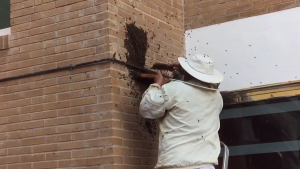 VIDEO Incrementan enjambres de abejas en otoño; Pide Protección Civil cuidado