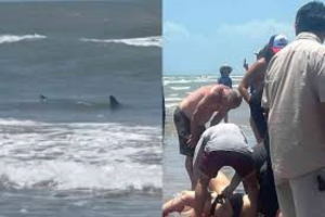 Tiburón ataca a dos personas en la Isla del Padre