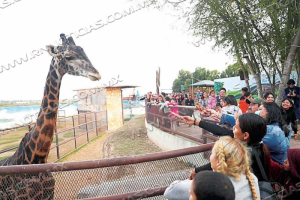 FALLECE LA QUERIDA JIRAFA BRUNO