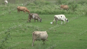 Mantienen vigilancia sanitaria ante casos de gusano barrenador en Tamaulipas