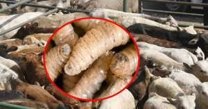 Pese a alza de casos de gusano barrenador, Tamaulipas no es foco rojo: SADER