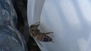 VIDEO Aumenta 12 por ciento reporte de enjambres de abejas