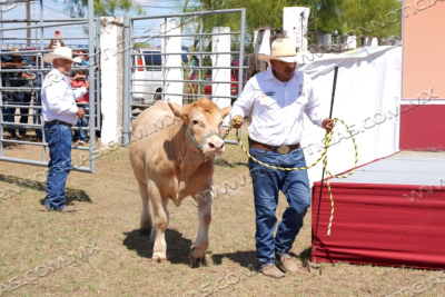 Abre Gobierno Municipal Convocatoria Para Programa De Mejoramiento Ganadero