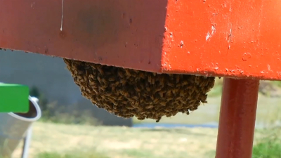 VIDEO Empieza aparición de enjambres de abejas en Nuevo Laredo