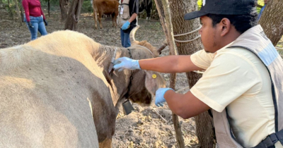 Aparece tercer caso de Gusano Barrenador en Tamaulipas; dos est&aacute;n por inactivarse