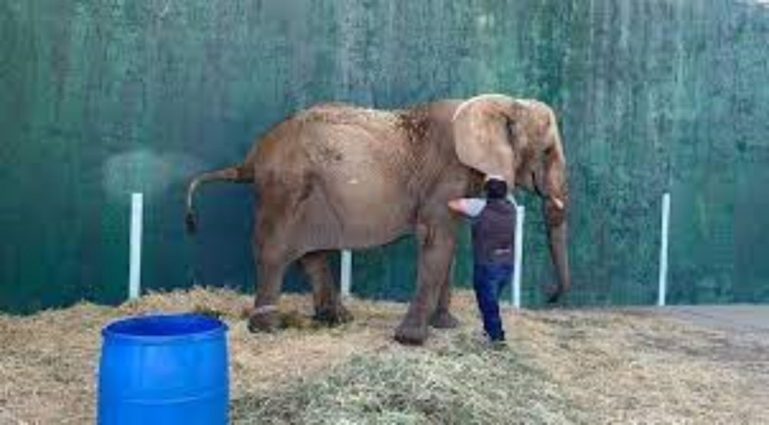 Elefanta Annie sigue viviendo encadenada; exigen reubicación a Profepa y Semarnat