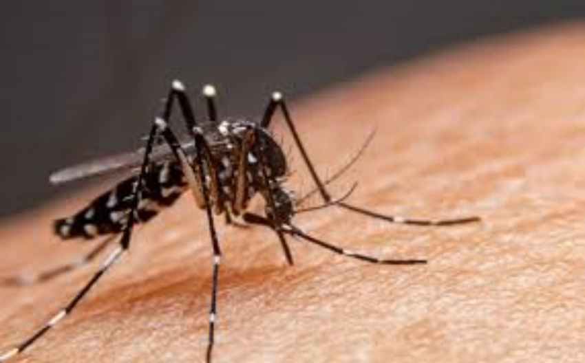 Reporta SST 176 casos de dengue