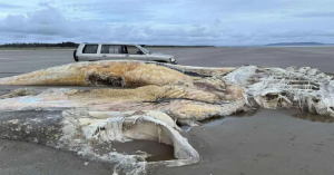 Descubren enorme cad&aacute;ver de misteriosa criatura marina en playa de Reino Unido