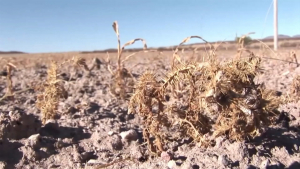 VIDEO Ganaderos en crisis han tenido que vender ganado y ranchos por sequía