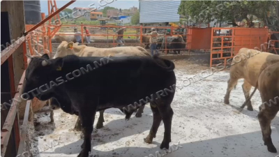 Refuerzan medidas preventivas para proteger al ganado del gusano barrenador en Nuevo Laredo