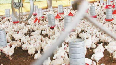 Levantan cerco con Nuevo León por gripe aviar