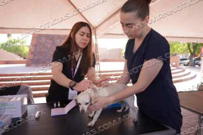 *RESPONDEN CIUDADANOS A JORNADA DE VACUNACI&Oacute;N CANINA DEL GOBIERNO MUNICIPAL*