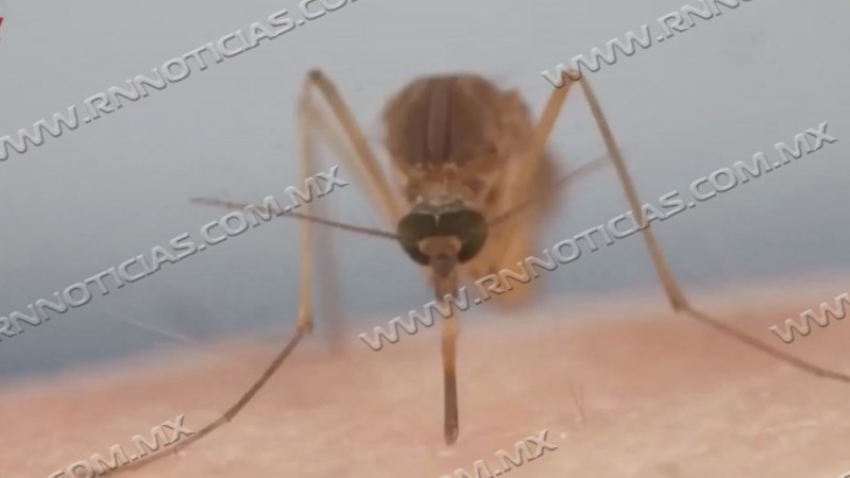 Sector Salud mantiene vigilancia y refuerza fumigación preventiva contra el dengue en Nuevo Laredo
