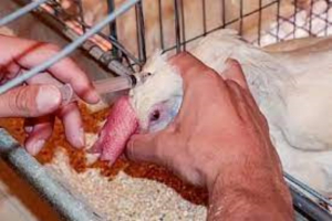 Reportan brote de gripe aviar H5N1 en México
