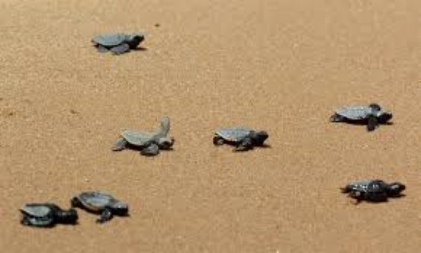 Manchas de hidrocarburos afectan la reproducción de tortuga y otras especies