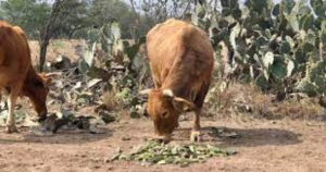Se agotó el pasto para alimentar al ganado en el centro de Tamaulipas