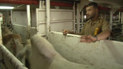 VIDEO Ganaderos prefieren vender ganado en México que Exportar a Estados Unidos
