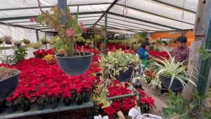 VIDEO Se preparan viveros con 5 mil plantas de “Nochebuena” para época navideña