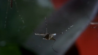Video Arrancan campaña para combatir el dengue en Nuevo Laredo