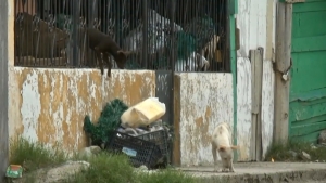 VIDEO Gobierno municipal hará campaña de esterilización canina y felina