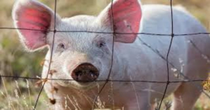 Primer caso de gripe aviar en un cerdo es detectado en EU
