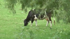 VIDEO Canícula ha traído lluvias para ganaderos