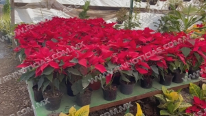 Se preparan viveros con 5 mil plantas de “Nochebuena” para época navideña