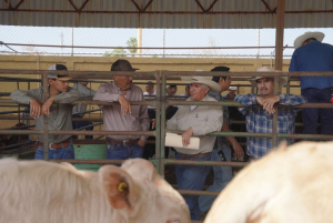 IMPULSA CARMEN LILIA CANTUROSAS A GANADEROS LOCALES CON PROGRAMA DE MEJORAMIENTO GEN&Eacute;TICO