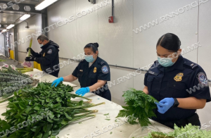 CBP trabaja para garantizar que las flores del Día de la Madre estén libres de plagas