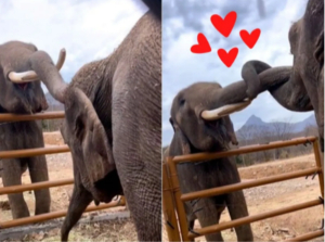 Bireki y Big Boy, los elefantes enamorados que se casarán en Sinaloa