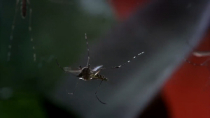 VIDEO Nuevo Laredo se mantiene sin casos de dengue