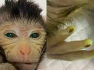 Primera quimera de mono creado en China tiene dedos brillantes y ojos verdes