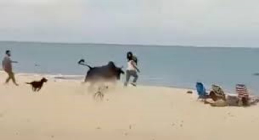 Toro “embiste” una mujer en la playa y corretea a otra con un bebé
