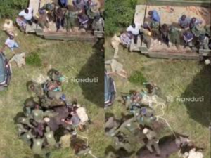 Rinoceronte revive tras recibir RCP de varias personas