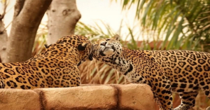Ayuda Tamaulipas a la conservaci&oacute;n del jaguar