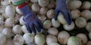 Alerta en EU por brote de salmonelosis; sería por cebollas mexicanas